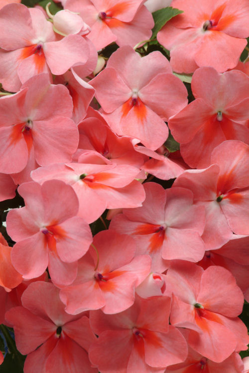 Impatiens  walleriana Super Elfin XP Series F1 Salmon Splash 1000 semien