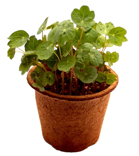 Nasturtium Tropaeolum majus, Kapucínka na mikrozeleninu 10 kg