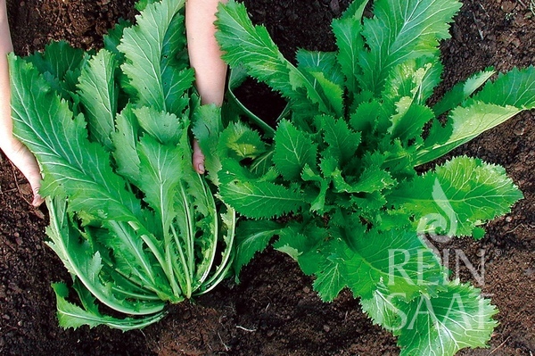 Horčica Green in Snow BIO cca 500 semien