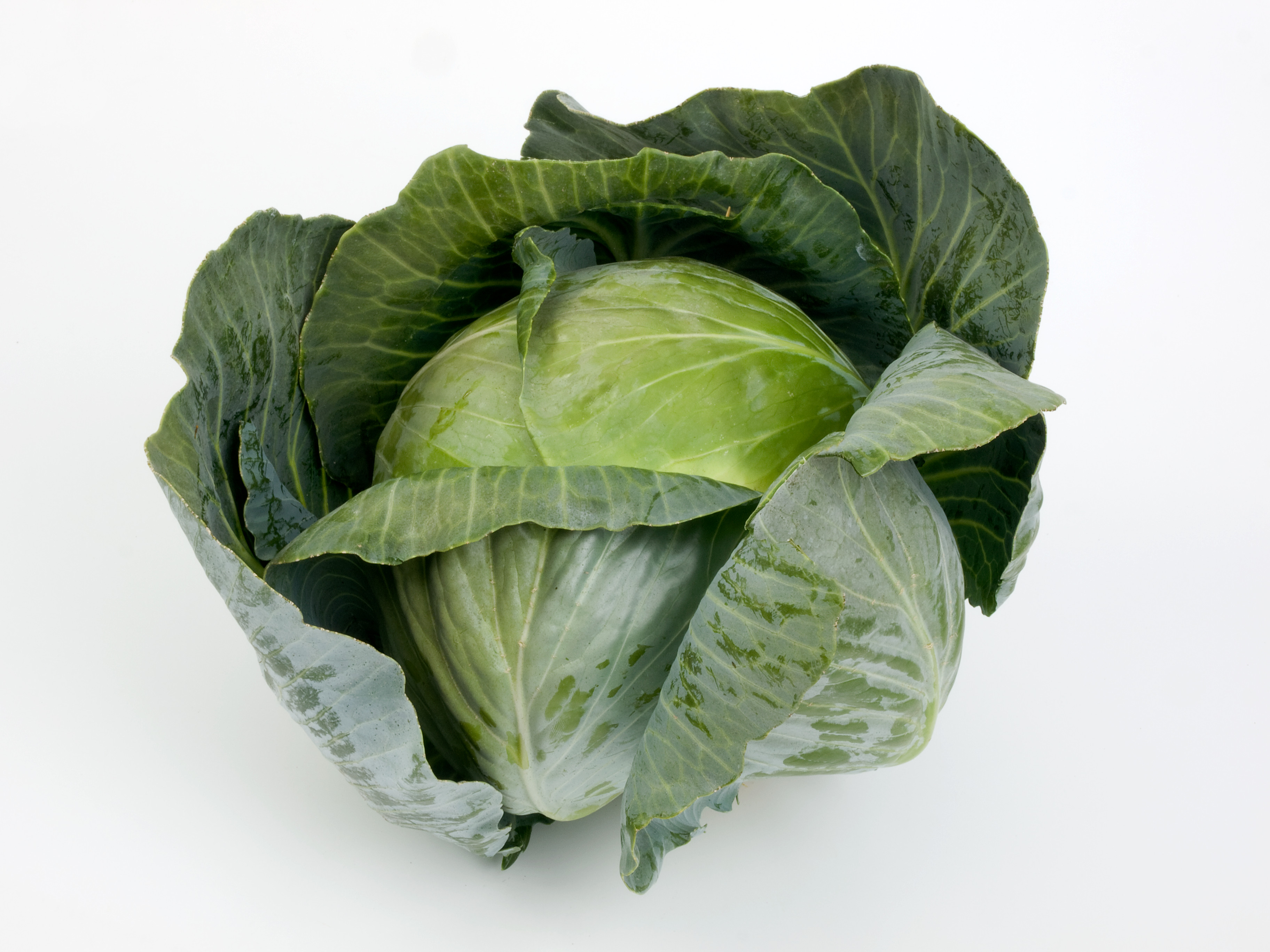 Kapusta biela pre priemysel Kolia F1 (Seminis)