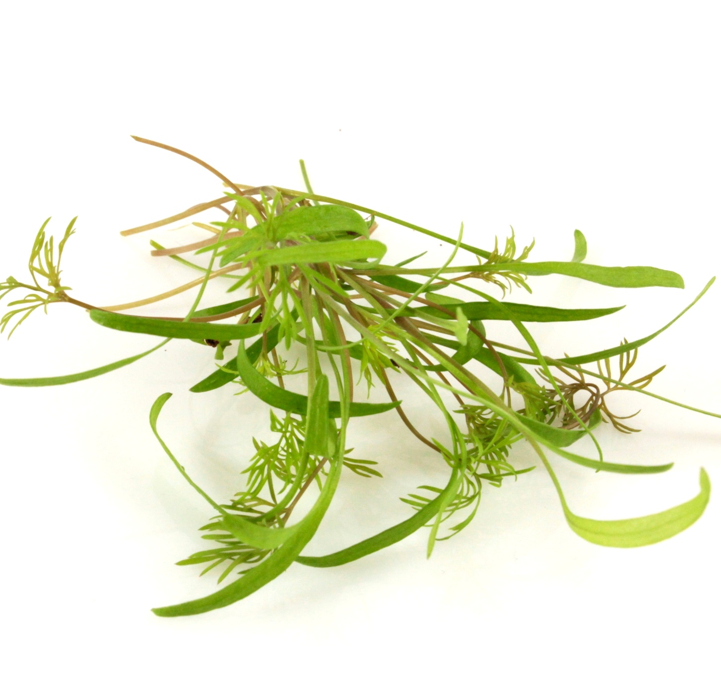 Kôpor semená na mikrozeleninu 1kg