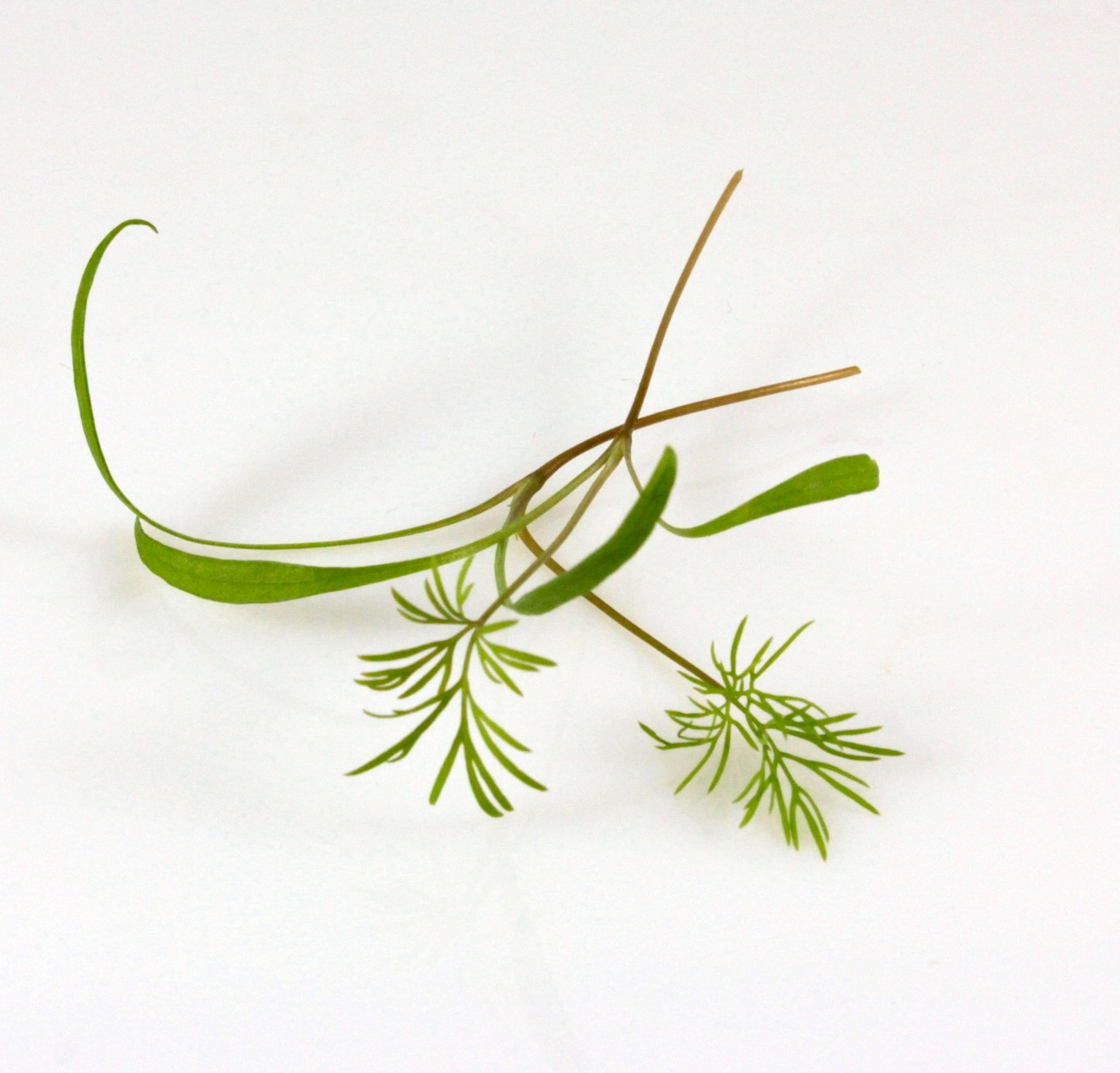 Kôpor semená na mikrozeleninu 100g