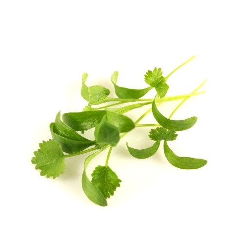 Koriander (Coriandrum sativum ), 1 kg