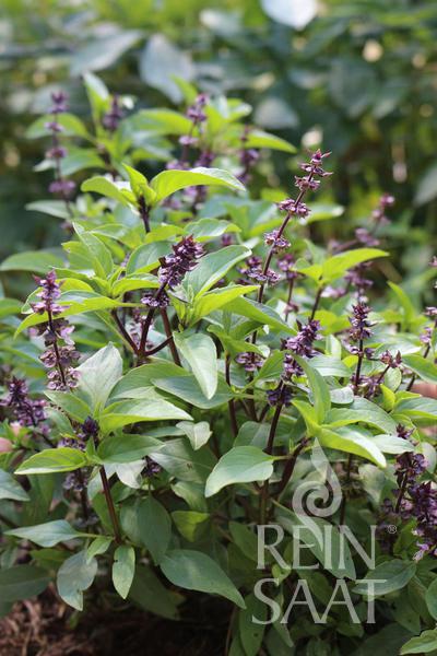 Bazalka thajská BIO cca 0,7 g