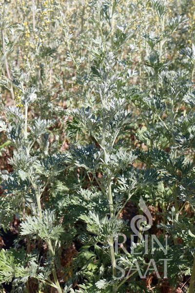 BIO semená Palina pravá Artemisia absinthium Veľkolistá  0,02 g