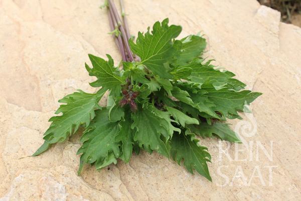 Bazalka BIO Mrihani cca 0,8 g