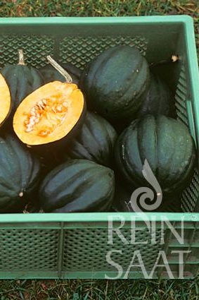 Tekvica Table Queen BIO cca 10 semien