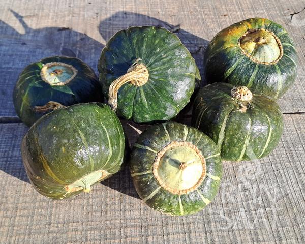 Tekvica Buttercup 8 semien