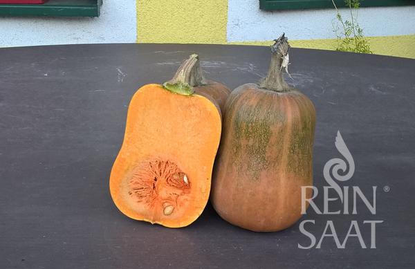 Tekvica butternut Honeynut BIO cca 8 semien.