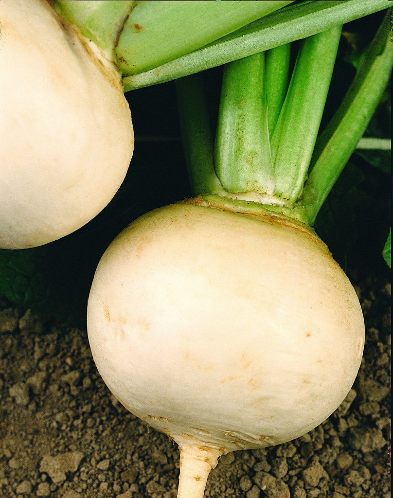 Kvaka (okrúhlica, vodnica) Palla di Neve 