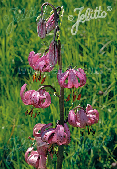LILIUM martagon, Ľalia zlatohlavá Turks Cap 20 semien