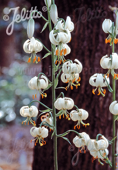 LILIUM martagon, Ľalia zlatohlavá Album 10 semien