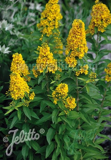 LYSIMACHIA vulgaris, Čerkáč obecný 20 semien