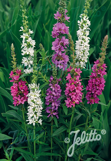 LYTHRUM salicaria, Vrbica vŕbolistá 'Happy Lights' cca 20 semien