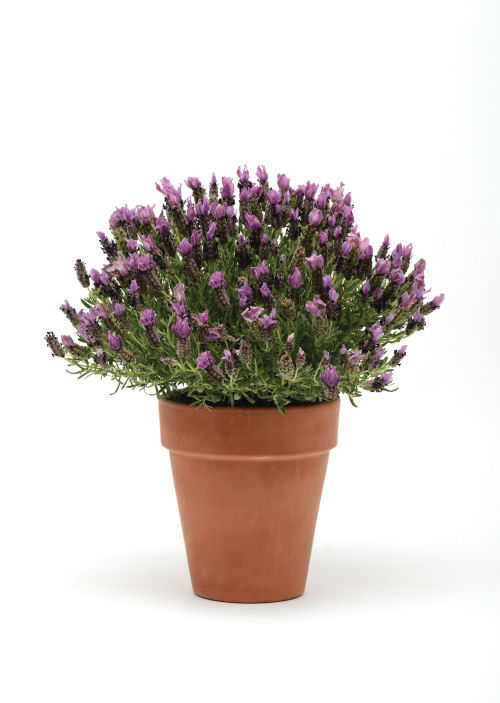 Lavandula stoechas Bandera Series Purple 1000 semien