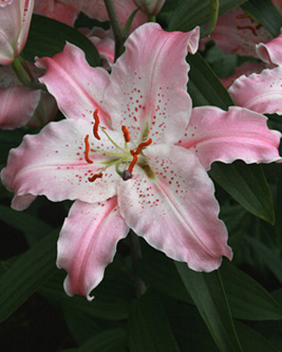 ĽALIA VIRTUOSO (voňavá) 50 ks