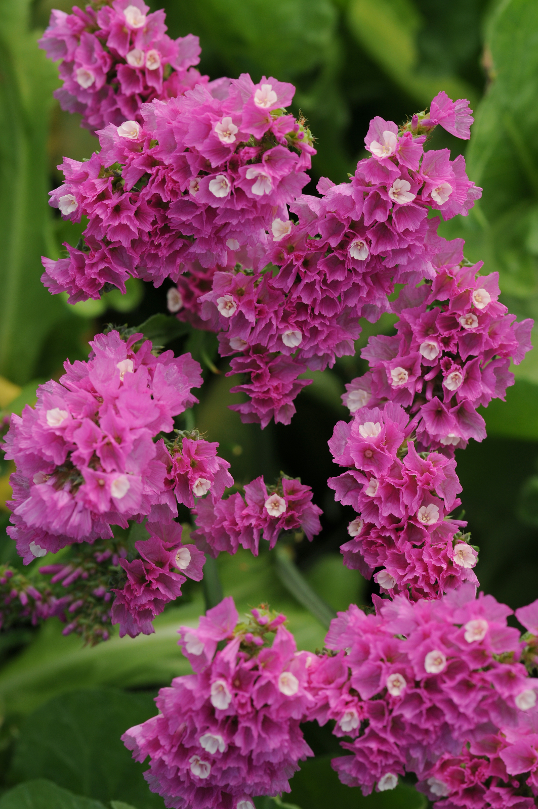limonium_qis_rose.jpg