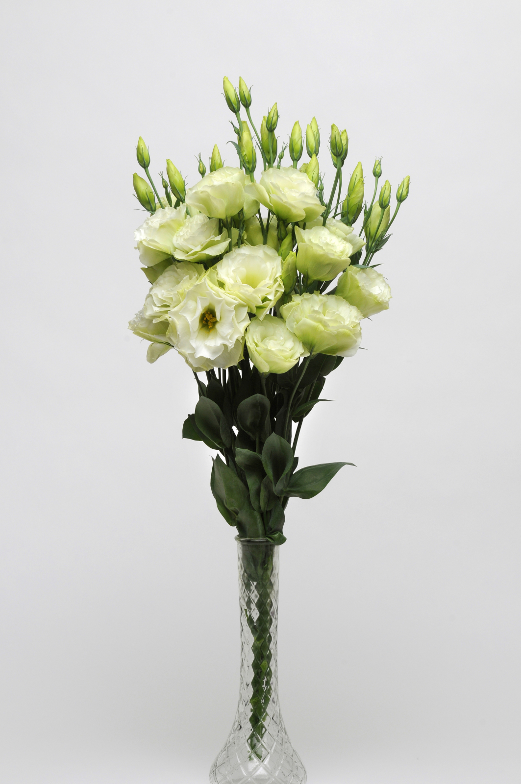 lisianthus_abc_1_green.jpg