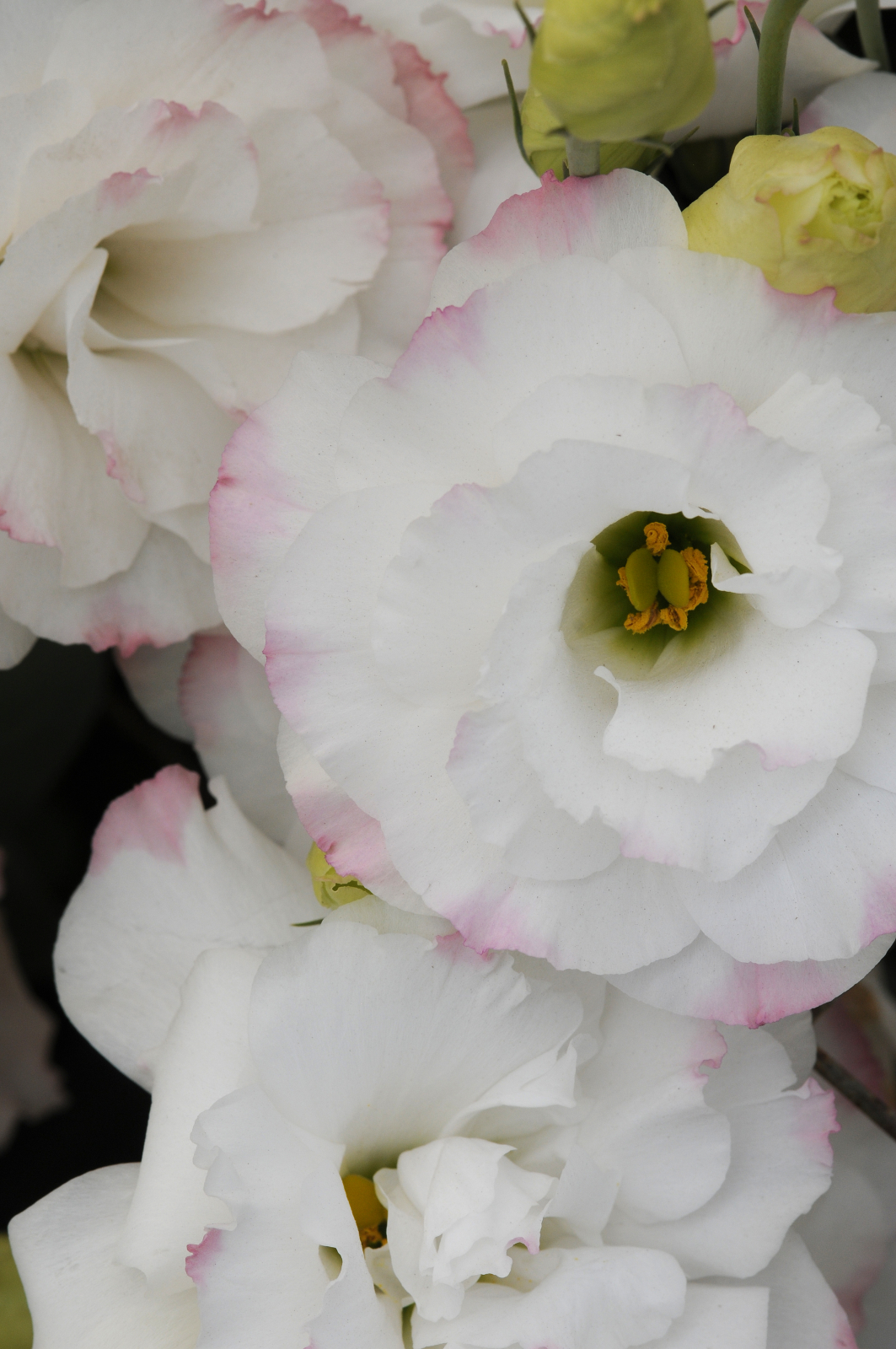 lisianthus_abc_1_rose_rim.jpg