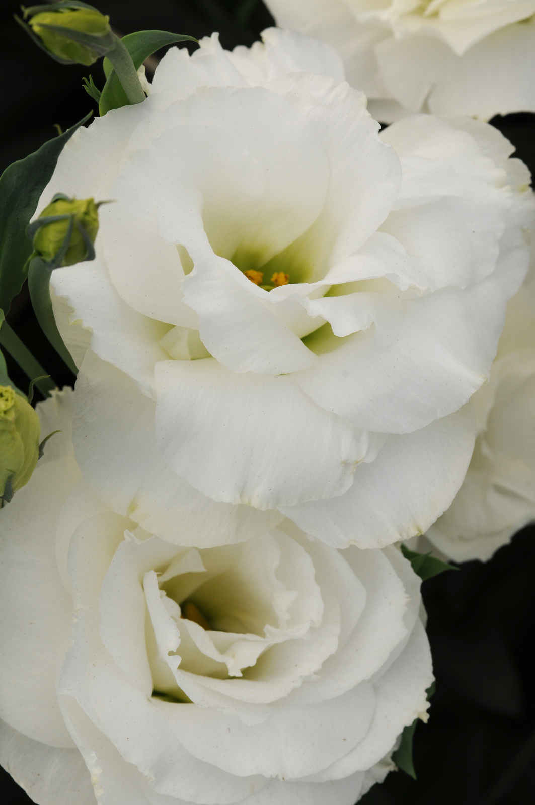 lisianthus_abc_1_white.jpg