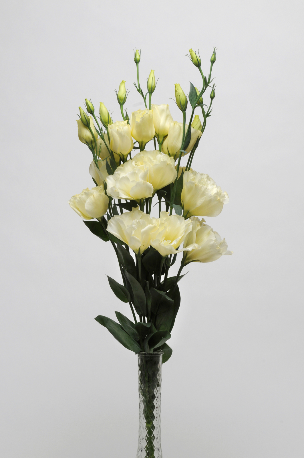 lisianthus_abc_1_yellow.jpg