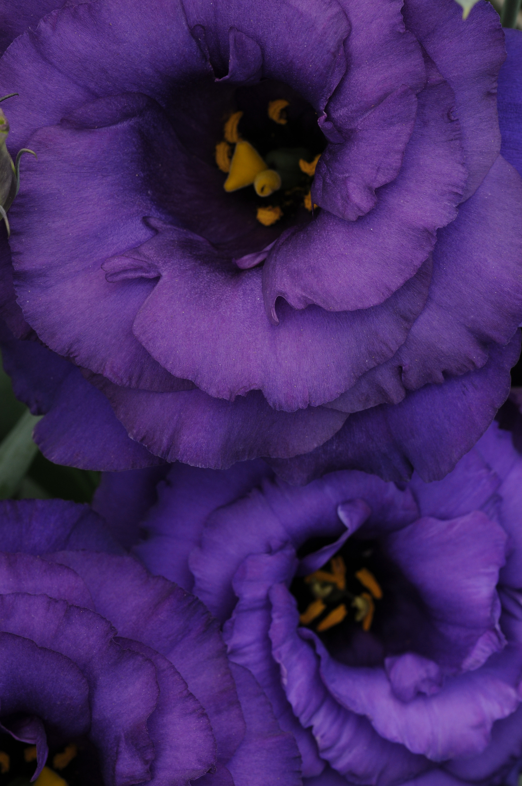 lisianthus_abc_2_blue.jpg
