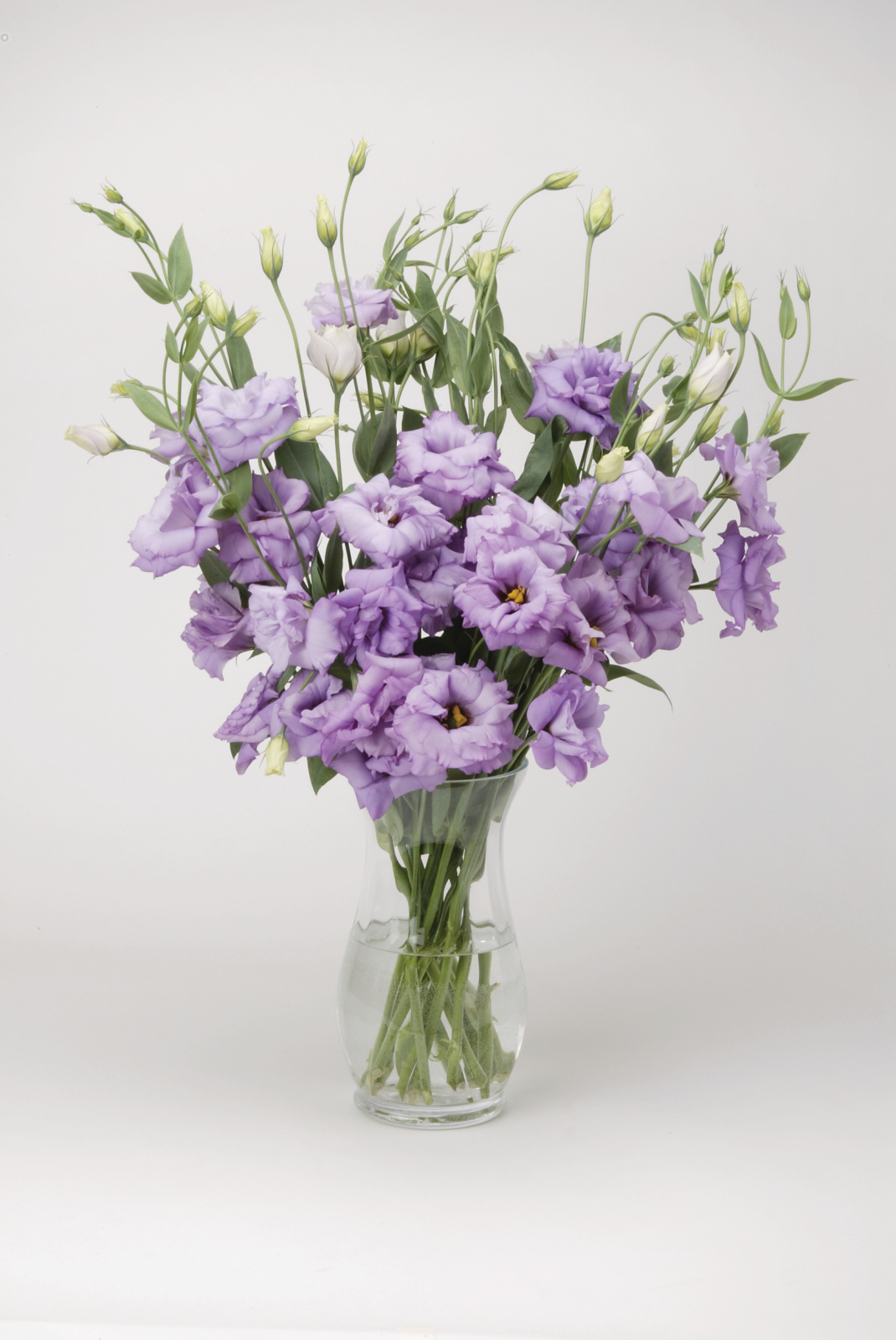 LISIANTHUS, CUT FLOWER DOUBLE, ABC 2 LAVENDER, 1000 semien