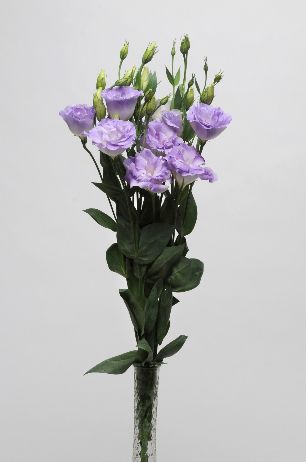 LISIANTHUS, CUT FLOWER DOUBLE, ABC 2 MISTY BLUE, 20 semien