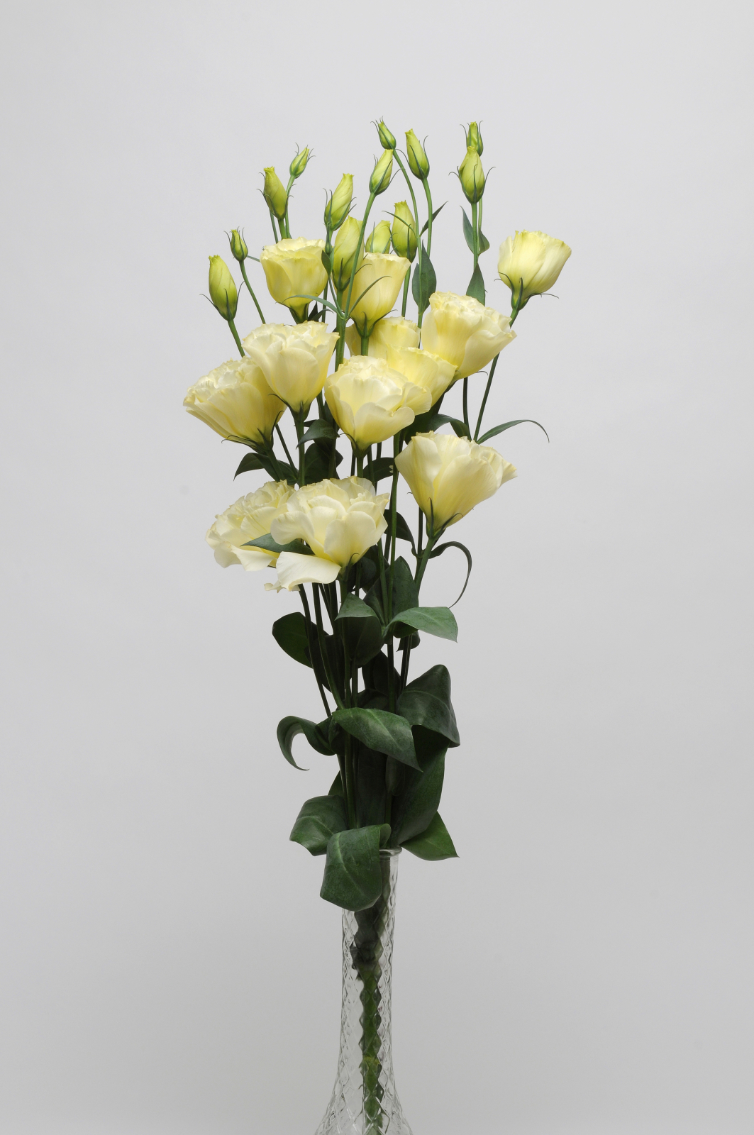 LISIANTHUS, CUT FLOWER DOUBLE, ABC 2 YELLOW, 1000 semien