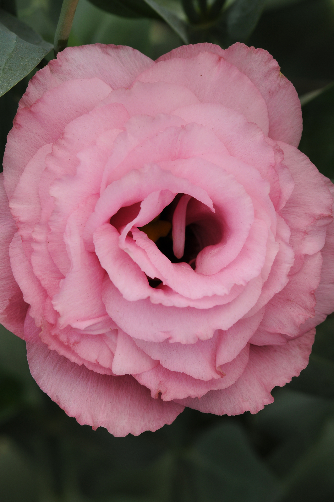 LISIANTHUS, k rezu DOUBLE, ABC 3 ROSE, 1000 semien