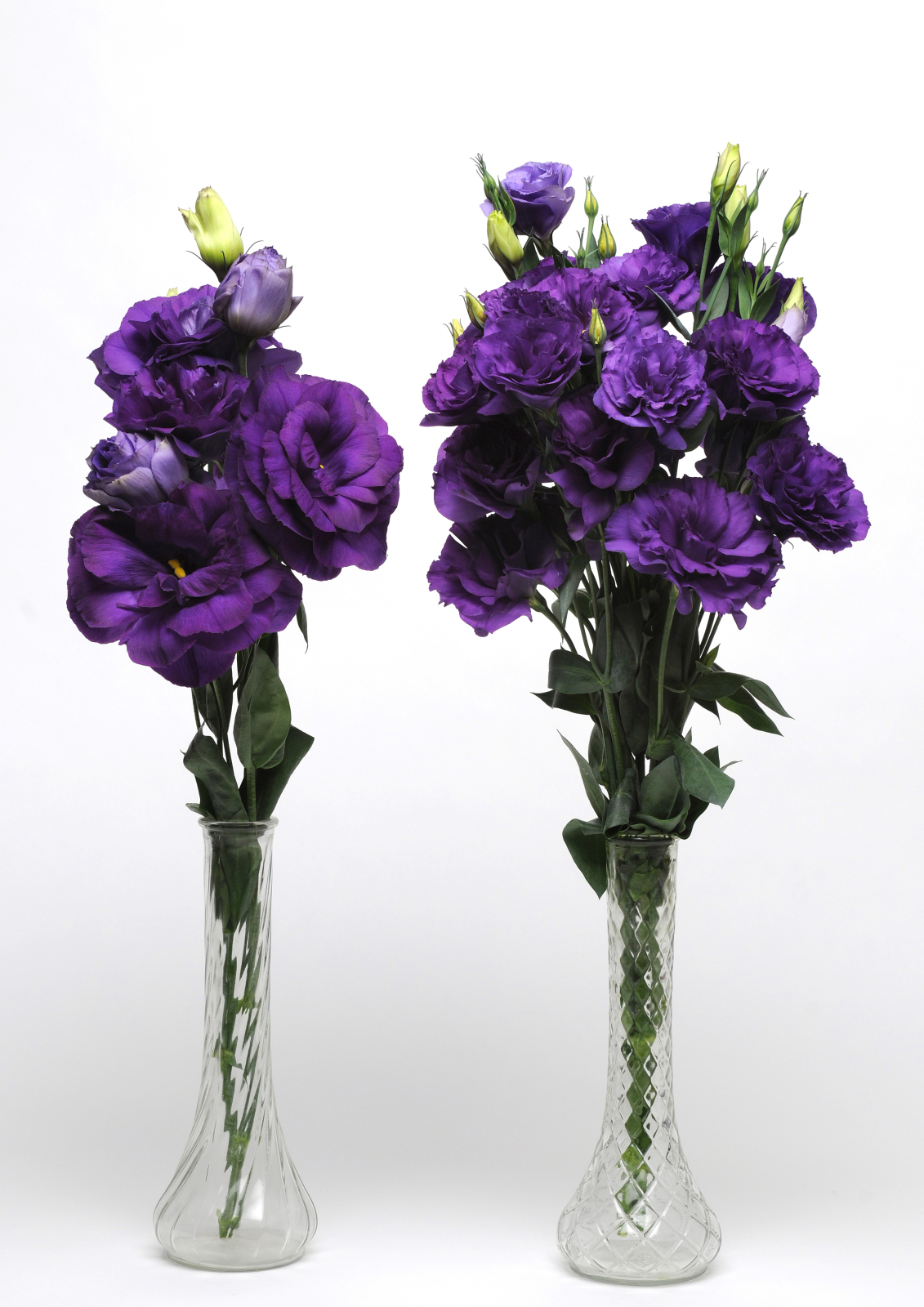 LISIANTHUS, CUT FLOWER DOUBLE, ABC 3 PURPLE, 20 semien