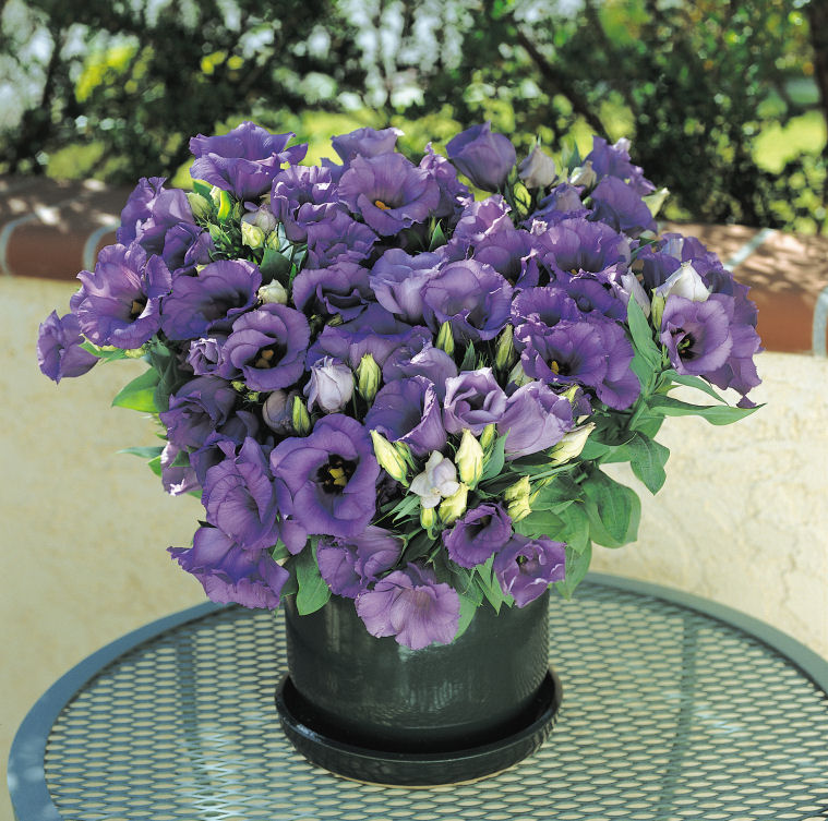 Bedding Lisianthus Eustoma grandiflorum Florida Series F1 Blue 1000 semien