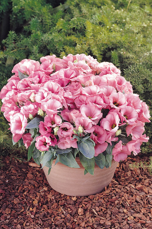 Bedding Lisianthus Eustoma grandiflorum Florida Series F1 Pink 1000 semien