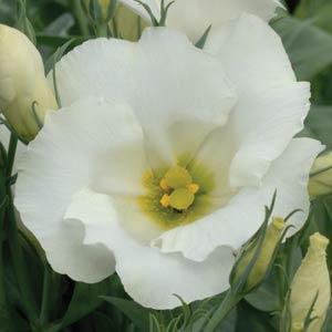 LISIANTHUS, POT & BEDDING, SAPPHIRE WHITE, 1000 semien
