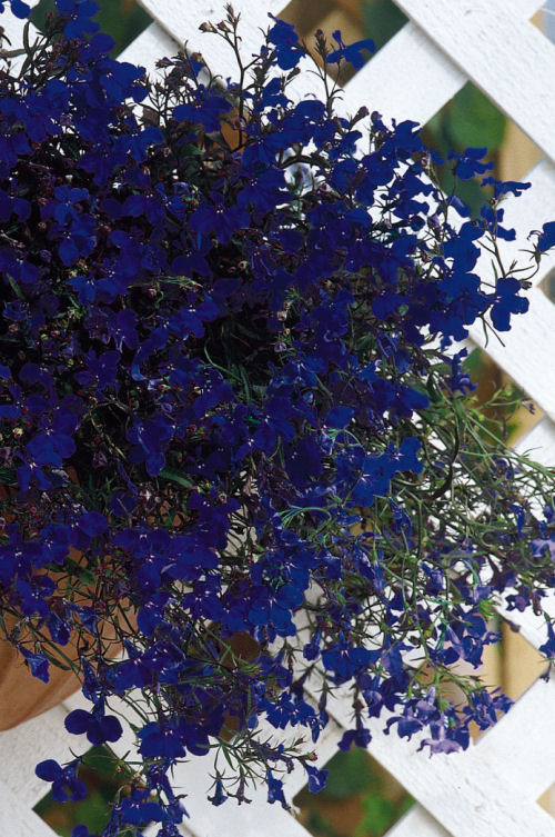 Lobelia erinus Regatta Series Midnight Blue 1000 semien