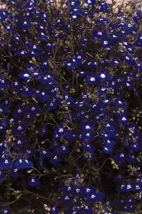 Lobelia erinus Regatta Series Sapphire 1000 semien