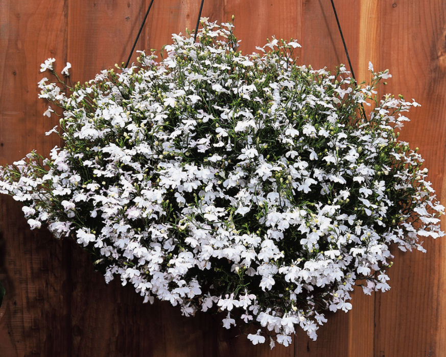 Lobelia erinus Regatta Series White 1000 semien