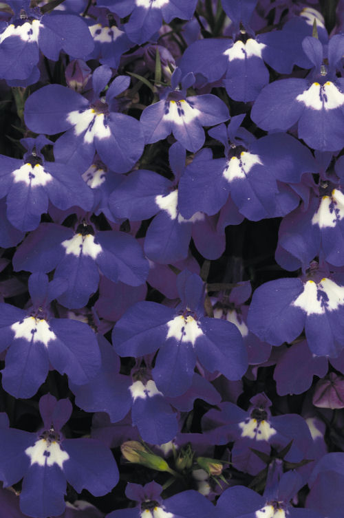CompactLobelia Riviera Series Blue Eyes  1000 semien