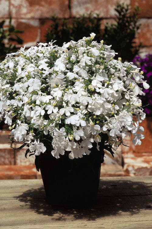 CompactLobelia Riviera Series White  1000 semien