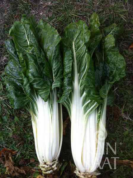 Mangold Walliser BIO cca 2,5 g