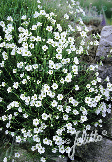 MINUARTIA verna cca 20 semien