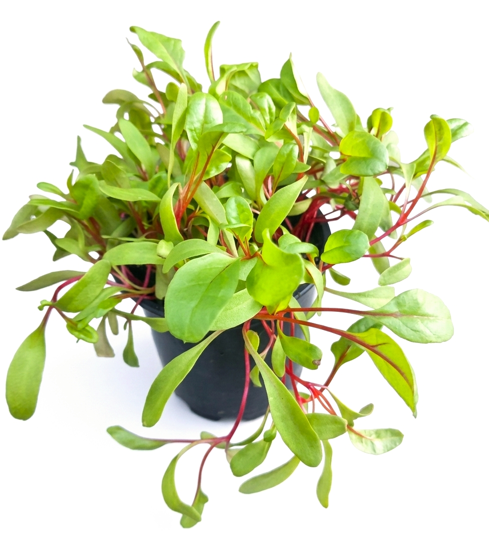 Mangold červený, Red chard semená na mikrozeleninu 100 g