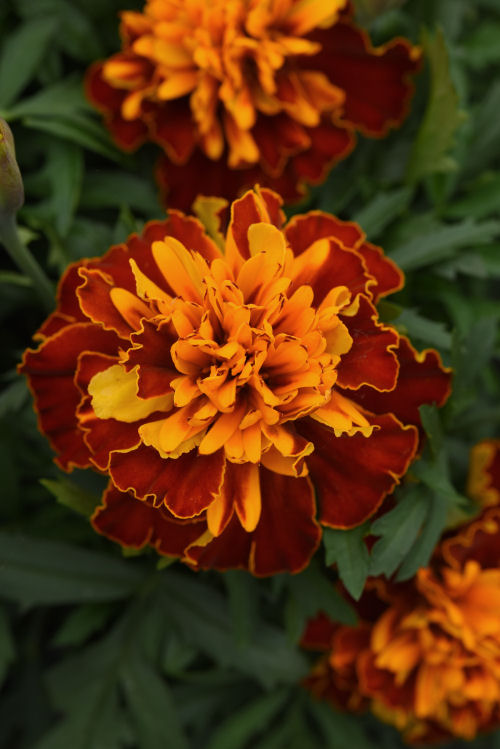 FrenchMarigold Tagete Patula Bonanza Series Harmony (Aksamietnica) 1000 semien