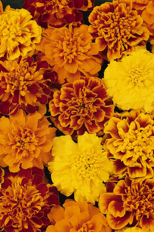 FrenchMarigold Tagete Patula Bonanza Series Mix (Aksamietnica) 1000 semien