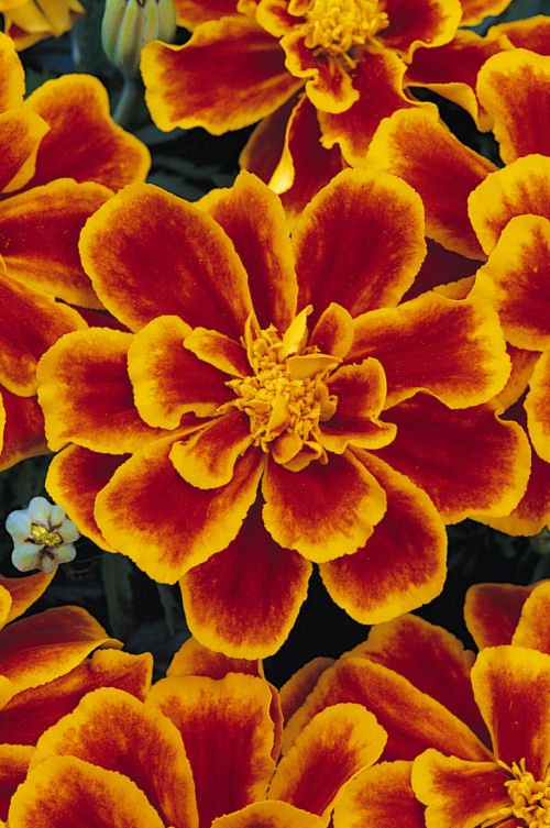 Dwarf AnemoneFrenchMarigold Durango Series Flame (Aksamietnica) 1000 semien