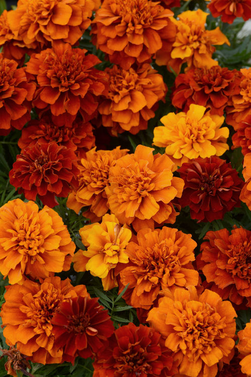 Dwarf CrestedFrenchMarigold Fireball  (Aksamietnica) 1000 semien