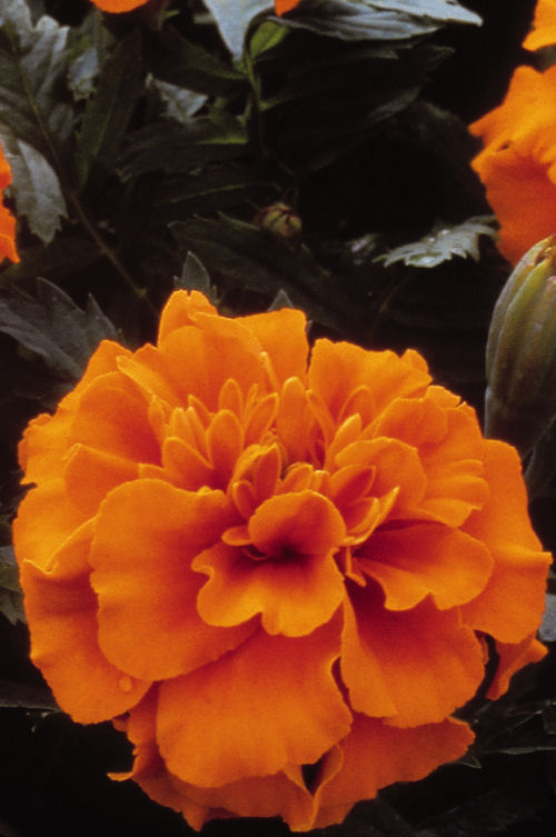 FrenchMarigold Tagete Patula Janie Series Deep Orange (Aksamietnica) 1000 semien