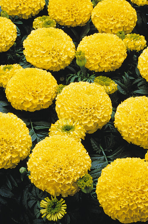 Marigold Tagetes Erecta Marvel I I Yellow 1000 semien