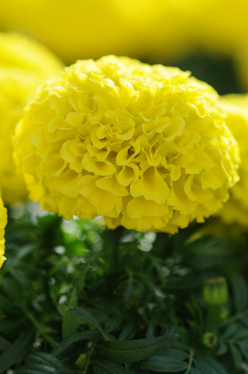 Marigold Tagetes Erecta Taishan Series Yellow 1000 semien