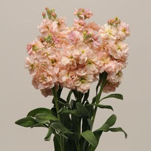 MATTHIOLA, KATZ APRICOT, 1000 semien